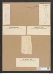 Diatomeae indet. Zeichnungen Sammlung Grunow Nr. 6592 (NHMW-BOT-W0375342)